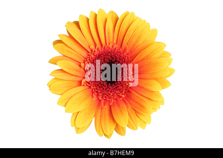 Orange Gerber Daisy ausgeschnitten auf weißem Hintergrund Stockfoto