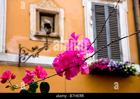 Blumen in Rom Stockfoto
