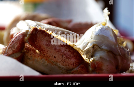 Krabbenbeine vom Bandon Ufer Stockfoto