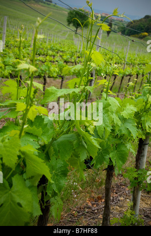 Weinberg-Reihen an einem regnerischen, trüben Tag in der Frühjahrssaison. Stockfoto