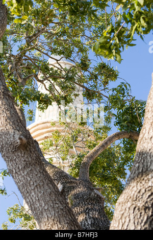 Silhouette von Hala Sultan Tekkesi Moschee gelben Stein Minarett durch grünes Blatt Baum in der Nähe von Larnaca, Zypern Stockfoto