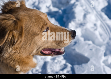 Porträt von einem großen braunen Hund Mutt verschneiten Hintergrund Stockfoto