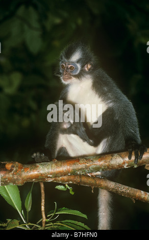 Thomas Blatt Affe Presbytis Thomasi Cercopithecidae im Regenwald von Sumatra Stockfoto