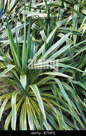 YUCCA RECURVIFOLIA MARGINATA BEI RHS ROSEMOOR DEVON Stockfoto