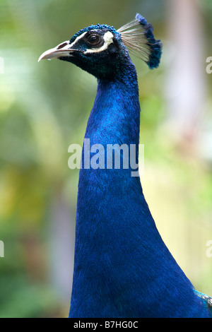 Nahaufnahme des blauen Peackock, Waimea Valley, Hawaii, usa Stockfoto