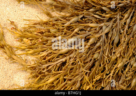 Geknotete Wrack Ascophyllum Nodosum eine Braunalgen ausgesetzt bei Ebbe UK Stockfoto