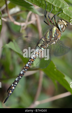 Migrationshintergrund Hawker Libelle Stockfoto