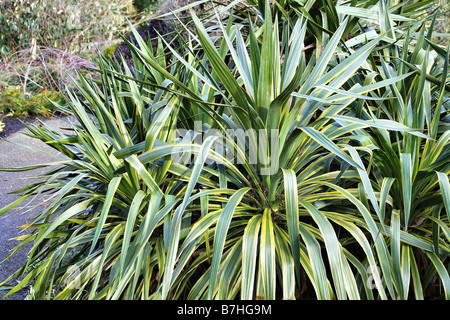 YUCCA RECURVIFOLIA MARGINATA BEI RHS ROSEMOOR DEVON Stockfoto