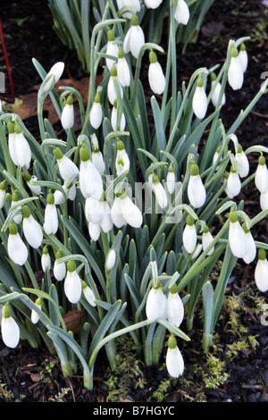 GALANTHUS ATKINSII AGM Stockfoto