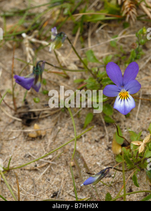 Wilde Stiefmütterchen oder Sand-Stiefmütterchen Stockfoto