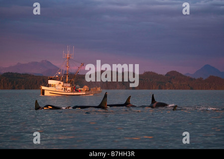 Killerwale aus Nord Vancouver Island, British Columbia, Kanada, Orcas bei Sonnenuntergang vor einem lokalen Fischer Boot Stockfoto