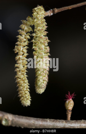 Gemeinsame Hasel (Corylus Avellana) männlichen Kätzchen und weibliche Blüte Stockfoto