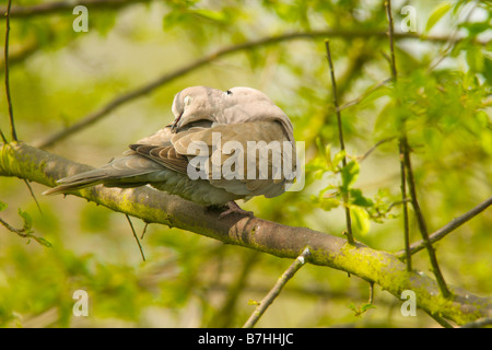 Collared Dove putzen Stockfoto