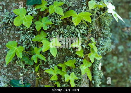 Efeu (Hedera Helix) an lichened Baumstamm Stockfoto