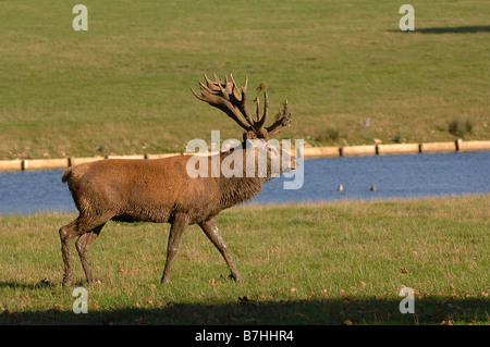 Eine schlammige Rothirsch in Woburn Hirsche Park bedfordshire Stockfoto
