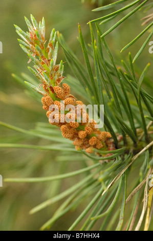 Kiefer, Pinus sylvestris Stockfoto