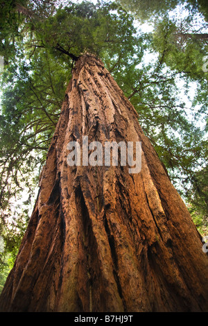 Großen Redwood-Baum suchen gerade nach oben Muir Woods National Monument Mill Valley San Francisco Kalifornien Stockfoto