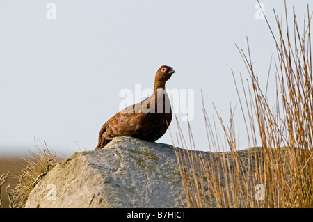 Moorschneehuhn (Lagopus Lagopus Scoticus) Frühling männlich Stockfoto