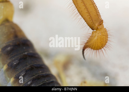 Ein Gefangener Wüste behaarte Skorpion, Hadrurus Arizonensis, heimisch in Wüsten des Südwestens der Vereinigten Staaten und Mexiko. Stockfoto