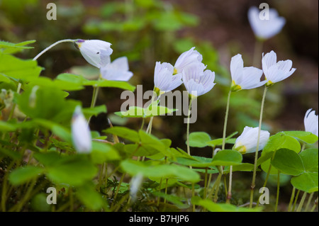 Sauerklee (Oxalis Acetosella) Stockfoto