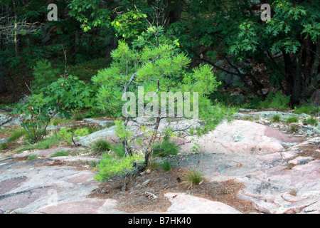 Östliche weiße Kiefer Aussaat auf Fels-DGM Stockfoto