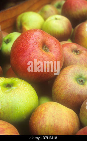 Haufen von reif geerntet rot und rot gefleckt gelbe oder grüne Äpfel in Holzkiste und spritzte mit Regentropfen Stockfoto