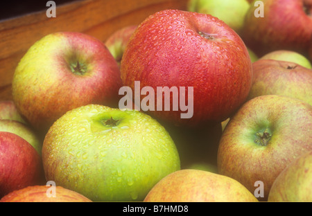 Haufen von reif geerntet rot und rot gefleckt gelbe oder grüne Äpfel in Holzkiste und spritzte mit Regentropfen Stockfoto