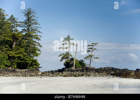 BRITISH COLUMBIA Bäume auf einem felsigen Punkt zwischen Nissen Bight und Fischer Bay entlang der North Coast Trail auf Vancouver Island. Stockfoto