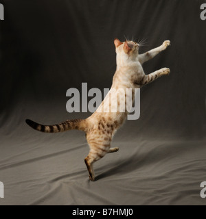 Porträt von männlichen Schnee entdeckt Bengalkatze Stockfoto