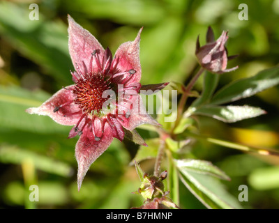 Marsh Fingerkraut, Comarum Palustre oder Potentilla palustris Stockfoto