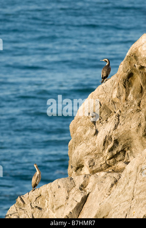 Gefleckte Shag, Stictocarbo Punctatus. Kaikoura, Neuseeland Stockfoto