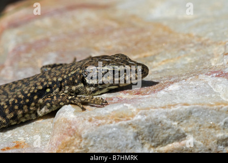 Europäische Mauereidechse (Podarcis Muralis) Kopf detail Stockfoto