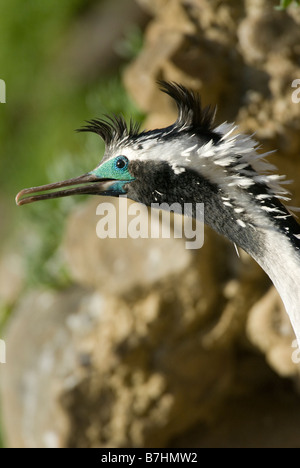 Gefleckte Shag, Stictocarbo Punctatus. Kaikoura, Neuseeland Stockfoto