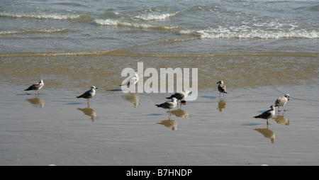 Eine Gruppe von unreifen Silbermöwen Fütterung am Strand Stockfoto