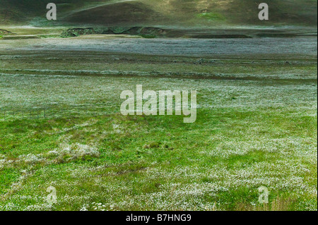 Landscape of meadow with colorful flowers Lago Argentino El Calafate Patagonia Argentina Stockfoto