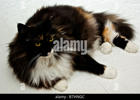 Langhaarige Schildpatt farbige norwegische Waldkatze in Ruhe im Bett liegend Stockfoto