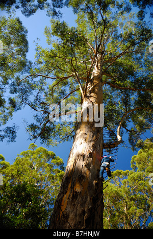 Gloucester Tree Suche im Gloucester National Park in der Nähe von Pemberton Western Australia Stockfoto