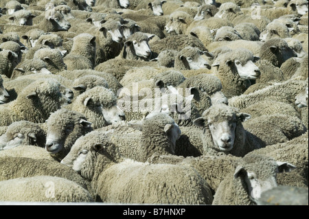 Schafe im Ranch Torres del Paine Patagonien Chile Stockfoto