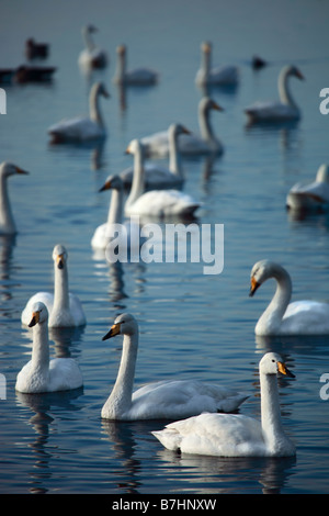 Whooper Schwäne Cygnus Cygnus in der Lancashire Mosslands Stockfoto