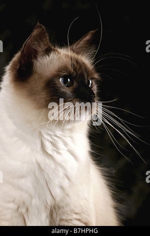 Ragdoll (Felis Silvestris F. Catus), portrait Stockfoto