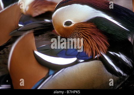 Mandarinente (Aix Galericulata) männlich - Native nach Asien - Captive Stockfoto