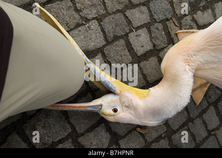 östlichen weißer Pelikan (Pelecanus Onocrotalus), hungriger Pelikan beißen in den Fotografen Knie, Deutschland, Baden-Württemberg, Stockfoto