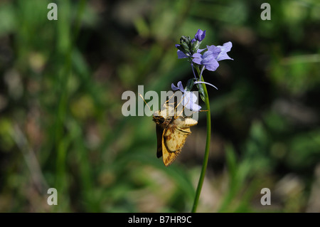 Feurige Skipper Fütterung auf eine Blume Stockfoto