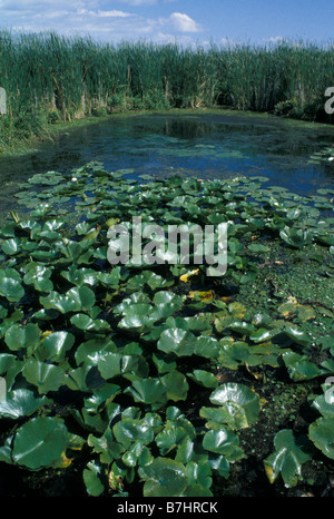 Wasser-Lilien und Gräser in Point Pelee Nationalpark Ontario Kanada Stockfoto