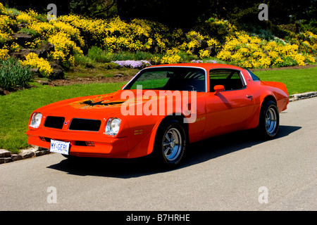 1976 Pontiac Trans Am Stockfoto