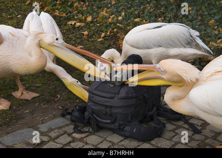 östlichen weißen Pelikan (Pelecanus Onocrotalus), hungrigen Pelikane Prüfung einen Rucksack mit Thermoskanne, Deutschland, Baden-Wuertte Stockfoto