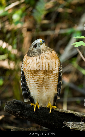 Wild nicht in Gefangenschaft nicht gewöhnt rot geschultert Hawk Buteo Lineatus in Fakahatchee Strand in Florida Everglades Stockfoto