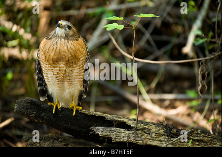 Wild nicht in Gefangenschaft nicht gewöhnt rot geschultert Hawk Buteo Lineatus in Fakahatchee Strand in Florida Everglades Stockfoto