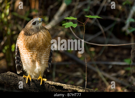 Wild nicht in Gefangenschaft nicht gewöhnt rot geschultert Hawk Buteo Lineatus in Fakahatchee Strand in Florida Everglades Stockfoto