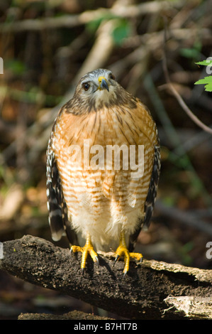 Wild nicht in Gefangenschaft nicht gewöhnt rot geschultert Hawk Buteo Lineatus in Fakahatchee Strand in Florida Everglades Stockfoto